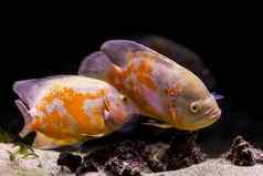 色彩斑斓的热带鱼水族馆