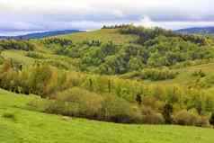 山喀尔巴阡山脉的山杂草丛生的年轻的落叶树视图春天喀尔巴阡山高度
