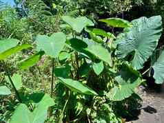 关闭芋头叶子芋属耐糖塔拉斯自然背景芋属耐糖热带植物种植主要是可食用的生长情况根蔬菜一般芋头
