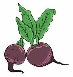 紫色的甜菜插图向量白色背景