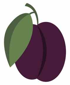 紫色的李子插图向量白色背景