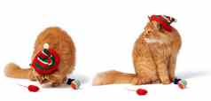 大红色的毛茸茸的猫坐在孤立的白色背景红色的
