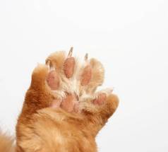 爪子红色的猫爪子白色背景