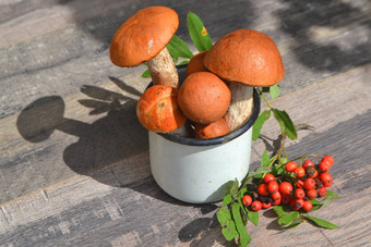 橙色红色的帽牛肝菌属蘑菇白色杯子