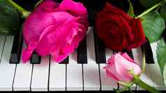 彩色的玫瑰计划花音乐的仪器