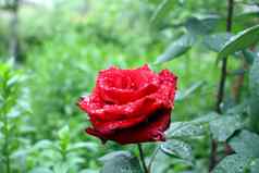 玫瑰雨滴花园