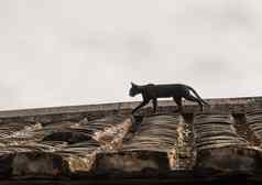 猫跟踪屋顶土楼华安联合国教科文组织世界遗产网站