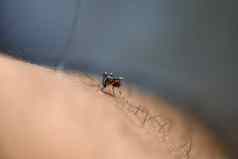 埃及伊蚊蚊子人类皮肤危险的受感染的蚊子皮肤