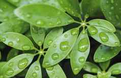 水滴绿色叶子多雨的季节自然背景