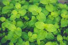薄荷叶子香绿色植物药用