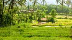 巴厘岛景观翠绿的绿色大米场