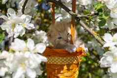 小猫礼物篮子橙色丝带