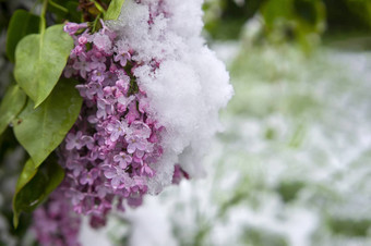 不合时宜的春天降雪覆盖淡紫色味蕾