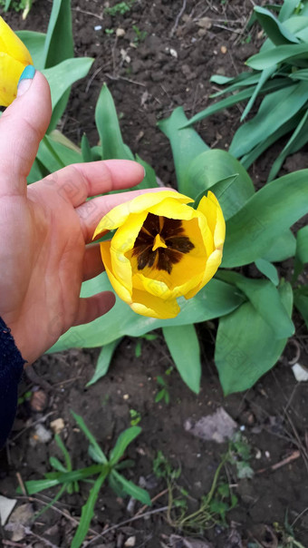 郁金香盛开的<strong>花圃</strong>味蕾郁金香