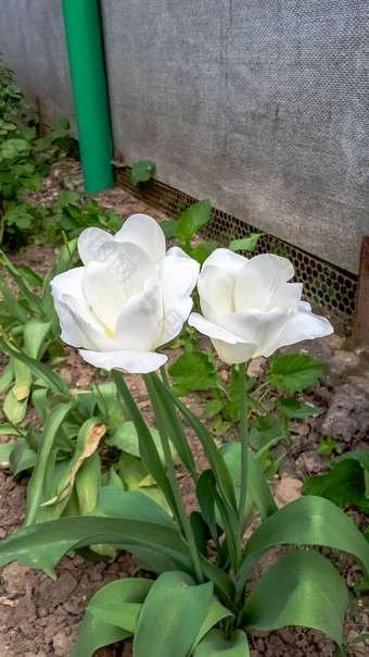 郁金香盛开的<strong>花圃</strong>味蕾郁金香