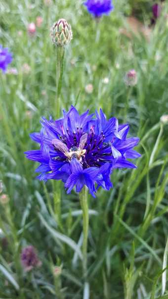 野生蜜蜂授<strong>粉蓝</strong>色的花植物授<strong>粉</strong>