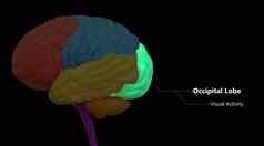 中央器官人类紧张系统大脑叶枕叶标签解剖学