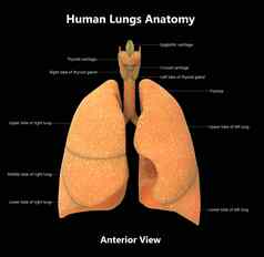 人类呼吸系统肺标签解剖学前视图