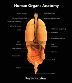 人类完整的内部器官标签解剖学后视图