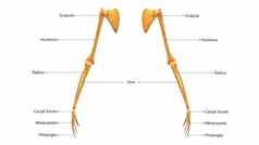 人类骨架系统手骨关节标签解剖学前视图