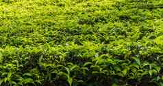 景观茶种植园斯里兰卡斯里兰卡