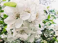 盛开的苹果树花春天花园美丽的自然景观种植园农业