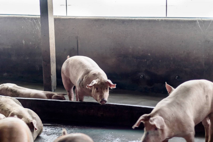 脂肪猪睡觉吃餐猪农场猪农场关闭系统防止气