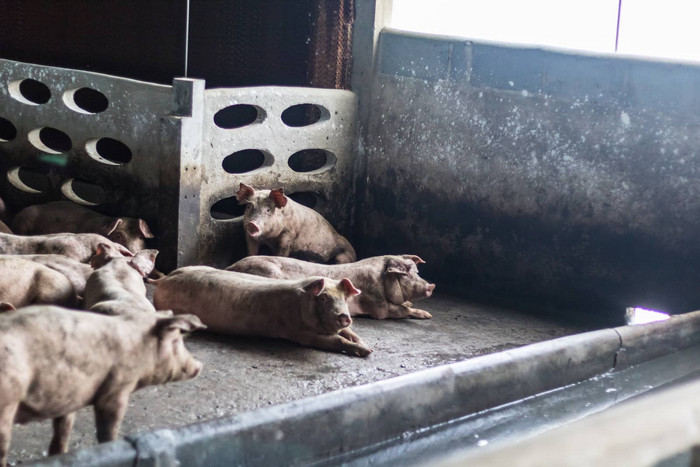 脂肪猪睡觉吃餐猪农场猪农场关闭系统防止气