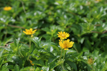 黄色的花黛西种子开花小自然背景