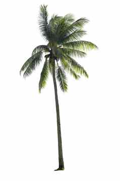 椰子树孤立的