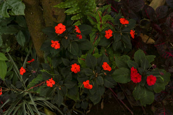 色彩斑斓的<strong>花</strong>圃忙丽齐科学凤<strong>仙花</strong>属植物瓦勒里亚纳<strong>花</strong>朵粉红色的橙色白色红色的夏天<strong>花</strong>凤<strong>仙花</strong>属植物瓦勒里亚纳香脂凤<strong>仙花</strong>属植物<strong>花</strong>园香脂桑给巴尔香脂