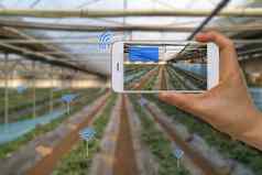 聪明的农业农业概念互联网的事情物联网