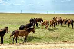 群马草原哈萨克斯坦马吃绿色草牧场