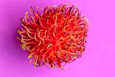 关闭单红毛丹水果紫色的背景前视图单健康的水果准备好了吃甜蜜的巴厘岛水果水果圆形的椭圆形single-seeded浆果覆盖肉质柔软旋转