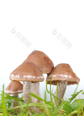 蜂蜜蘑菇绿色草