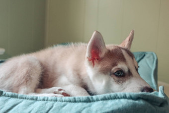 西伯利亚沙哑的小狗年龄个月主题日益增长的