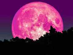 超级完整的粉红色的月亮轮廓树森林明星天空