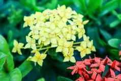 Ixora红色的黄色的花店里布鲁姆花园