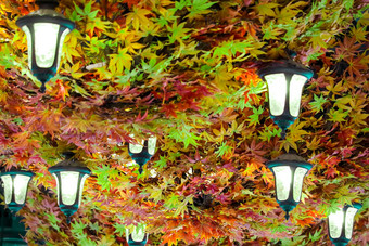 天花板灯包围色彩斑斓的叶子装饰