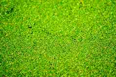蚊子蕨类植物绿色黄色的颜色秋天叶子水分