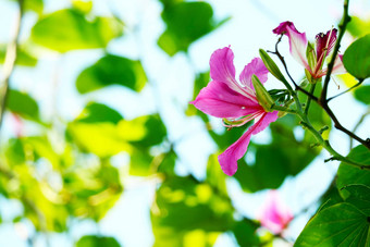 紫色的兰花在<strong>香港香港</strong>兰花树粉红色的花盛开的