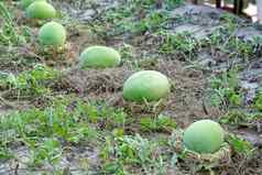 绿色西瓜日益增长的花园