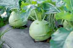 大头菜卷心菜萝卜植物日益增长的花园