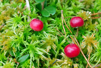 成熟的小红莓Vacciniumoxycoccos书莫斯