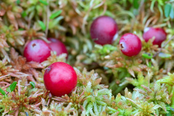 成熟的小红莓Vacciniumoxycoccos书莫斯