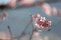 春天樱花粉红色的花关闭