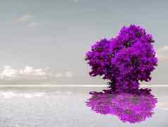 紫色的颜色花反射天空云水表面湖