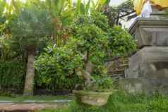 小盆景热带花园巴厘岛小树通过阳光独特的绿色多叶的盆景树绿色盆景树花盆户外花园照片东方风格小树