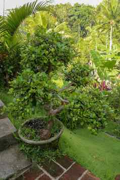 小盆景热带花园巴厘岛小树通过阳光独特的绿色多叶的盆景树绿色盆景树花盆户外花园照片东方风格小树