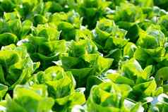 新鲜的球生菜生菜叶子沙拉蔬菜水培法